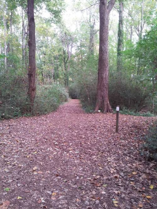 A winding dirt path through a wooded area, surrounded by trees and fallen leaves.