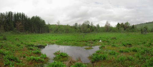 A lush green wetland with a small pond, surrounded by trees and cloudy skies.