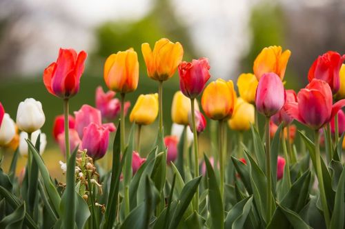 A vibrant field of tulips in various colors, including red, pink, yellow, and white, surrounded by green foliage.