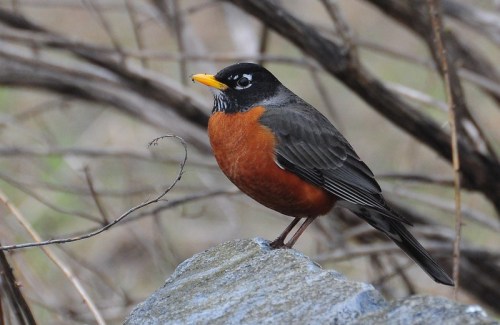 A close-up of a robin perched on a rock, showcasing its orange belly and black head amidst blurred branches.