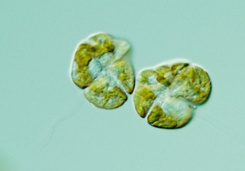 Two green, leaf-like microscopic organisms with intricate textures, set against a light blue background.