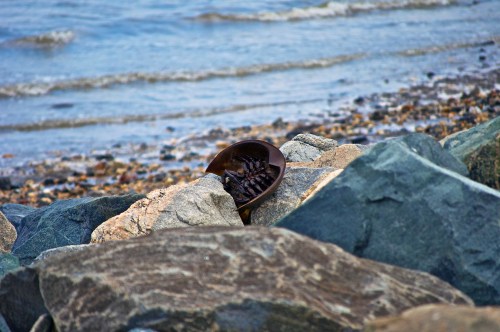 A brown shell resting among rocks by the shore, with gentle waves in the background.