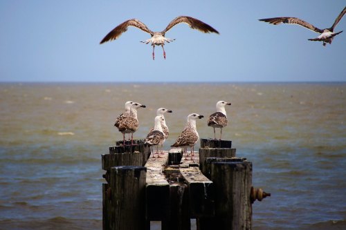 A group of seagulls perched on a wooden pier, with one flying above against a blue sky and ocean backdrop.