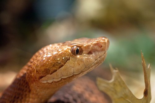 Close-up of a brown snake's head, showcasing its scales and eye against a blurred natural background.