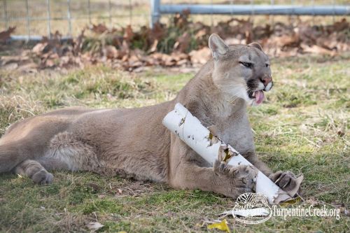 A cougar lies on the grass, playfully licking a white tube covered in leaves.