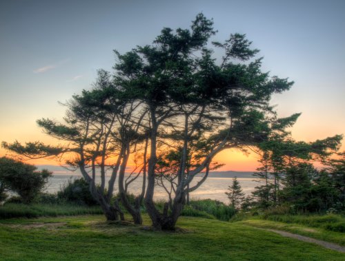 Silhouetted trees against a colorful sunset over the water, with lush green grass in the foreground.
