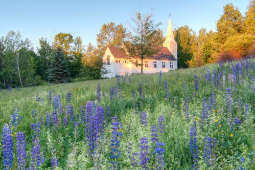 A serene landscape featuring a white church surrounded by vibrant purple lupines and lush greenery under a clear sky.