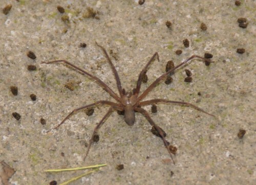 A brown spider with long legs on a textured surface, surrounded by small dark specks.