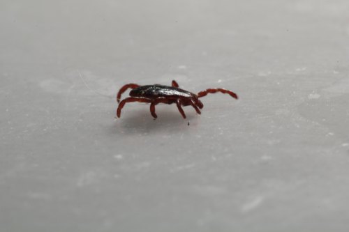 A close-up of a small, reddish-brown tick on a light surface, showcasing its legs and body details.
