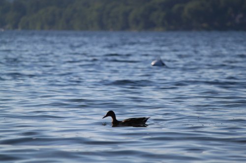 A duck swims peacefully on a calm lake, surrounded by rippling water and green trees in the background.
