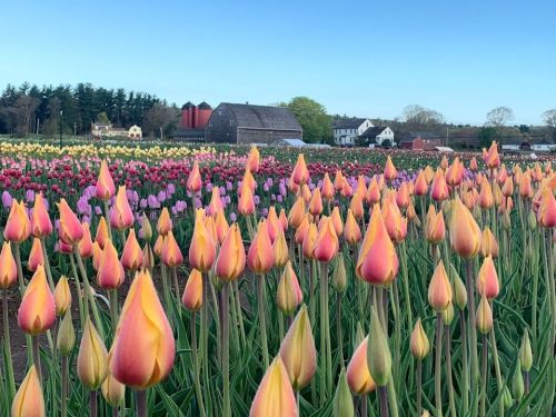 A vibrant field of tulips in various colors, with a barn and trees in the background under a clear blue sky.