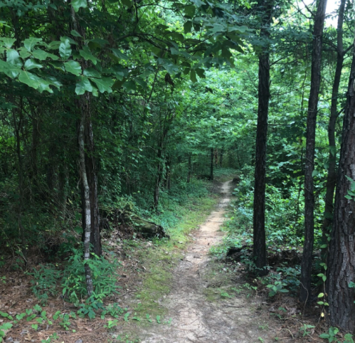 A narrow dirt path winding through a lush green forest with dense trees and foliage on either side.