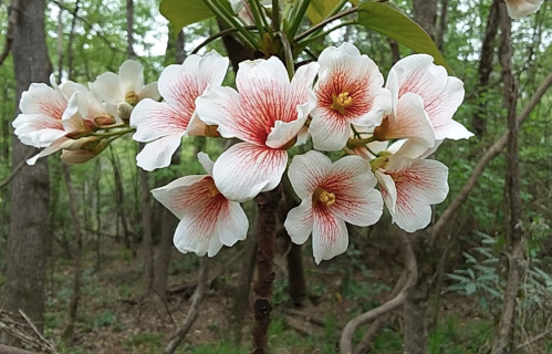 A cluster of white flowers with red streaks, blooming on a branch in a lush green forest.