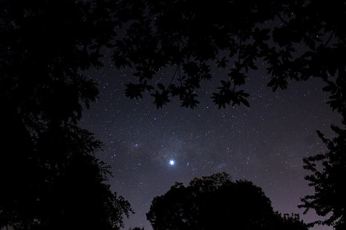 A starry night sky framed by silhouetted tree branches, with a bright star shining prominently.
