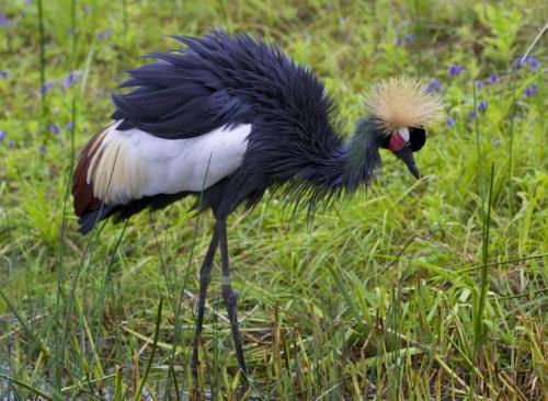 A striking bird with a fluffy yellow crown, black and white feathers, foraging in a grassy wetland.