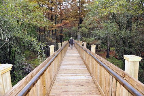 A person walks along a wooden bridge surrounded by trees in a serene forest setting.