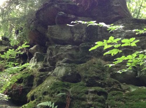 A moss-covered rock formation surrounded by lush green foliage in a forest setting.