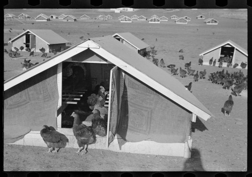 Chickens outside small coops on a farm, with several structures visible in the background.