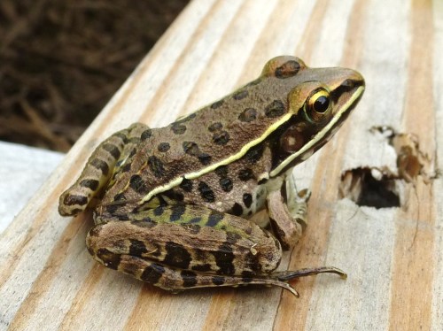 A close-up of a brown and green frog with distinctive markings, sitting on a wooden surface.