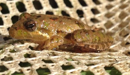 A small, spotted frog resting on a textured surface, showcasing its green and brown coloration.