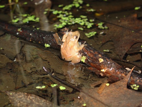 A small brown frog perched on a wet log in a pond, surrounded by leaves and tiny green plants.