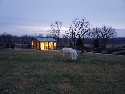 A white donkey grazes in a grassy field near a barn at dusk, with trees and a horse in the background.