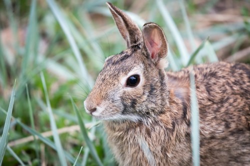 A close-up of a brown rabbit sitting among green grass, with one ear upright and a curious expression.