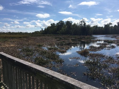 A serene wetland scene with water, lush vegetation, and a blue sky dotted with clouds.