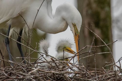 A great egret feeds its fluffy chick in a nest made of twigs and branches.
