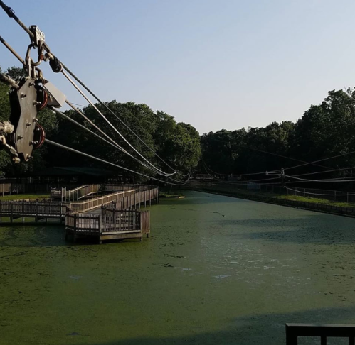 A serene view of a green pond with wooden walkways and zip lines in a lush, wooded area under a clear sky.