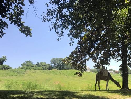 A horse grazes under a tree, with a green landscape and a clear blue sky in the background.