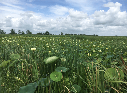 A lush green field filled with tall grasses and blooming water lilies under a cloudy blue sky.