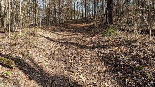 A winding dirt path through a wooded area, covered in fallen leaves and surrounded by trees.