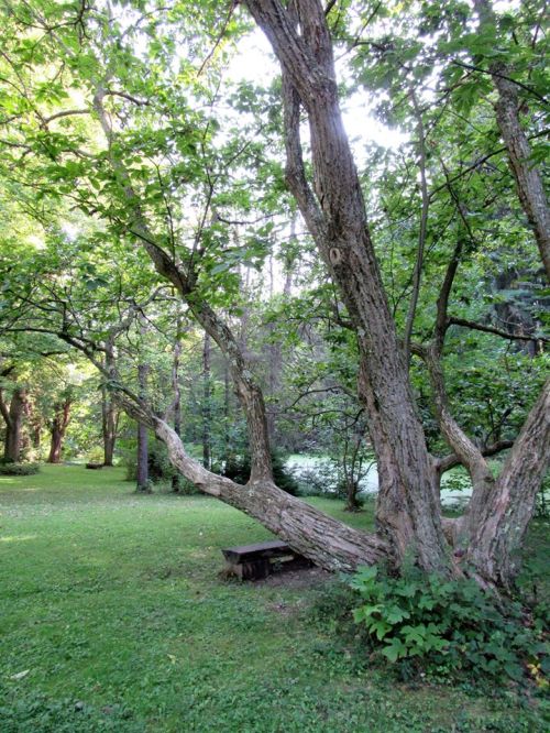 A large, sprawling tree with lush green leaves stands in a serene garden, casting dappled shadows on the grass.