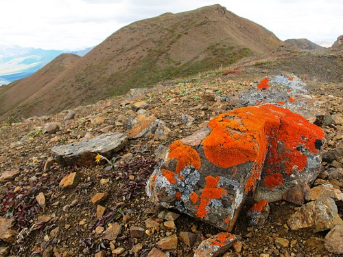 A rocky landscape featuring a large stone covered in bright orange and gray lichen, with a mountain in the background.