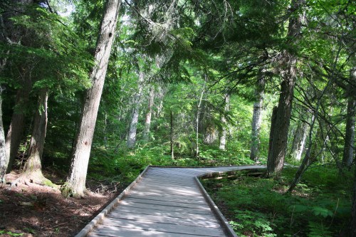 A wooden boardwalk winding through a lush green forest with tall trees and dense foliage.