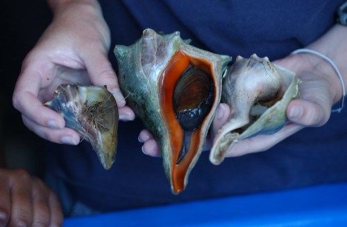 A person holds three different types of shells, showcasing their unique shapes and colors.