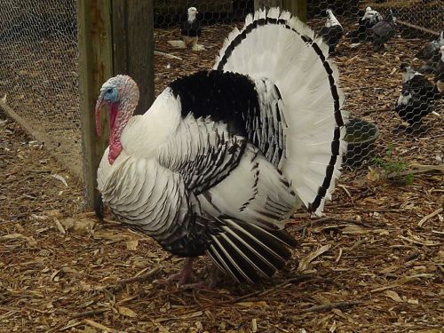 A large turkey with a striking black and white plumage displays its feathers in a farmyard setting.