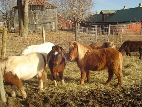 A group of small ponies grazing in a sunny farmyard with trees and buildings in the background.