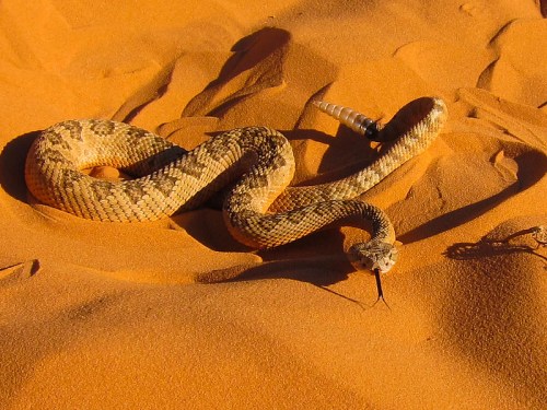 A snake slithers across golden sand dunes, its patterned scales blending with the desert landscape.