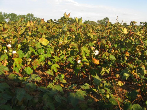 A cotton field with green plants and white cotton bolls under a clear sky.
