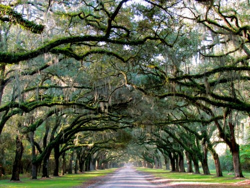 A serene tree-lined road with sprawling oak branches draped in Spanish moss, creating a natural canopy.