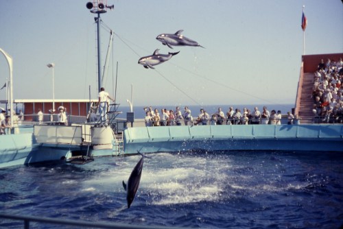 Dolphins jumping in a marine show, with an audience watching from a platform by the water.