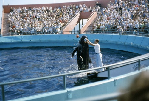 A trainer interacts with a whale in a large pool, while a crowd watches from the stands.