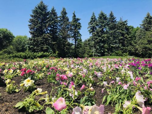 A vibrant flower bed with pink, yellow, and white blooms, surrounded by tall green trees under a clear blue sky.