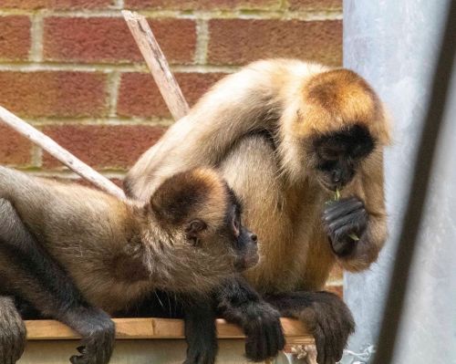 Two monkeys sit together, one eating a leaf while the other watches attentively, against a brick background.