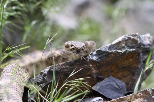 A close-up of a snake on a rocky surface, with grass in the background and its tongue flicking out.