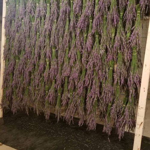 A wall covered with hanging bundles of dried lavender, creating a vibrant purple display.