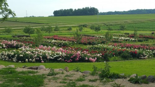 A vibrant flower garden with rows of blooming roses in various colors, set against a green landscape.