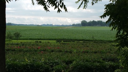 A lush green landscape with fields and a row of blooming flowers in the foreground under a cloudy sky.